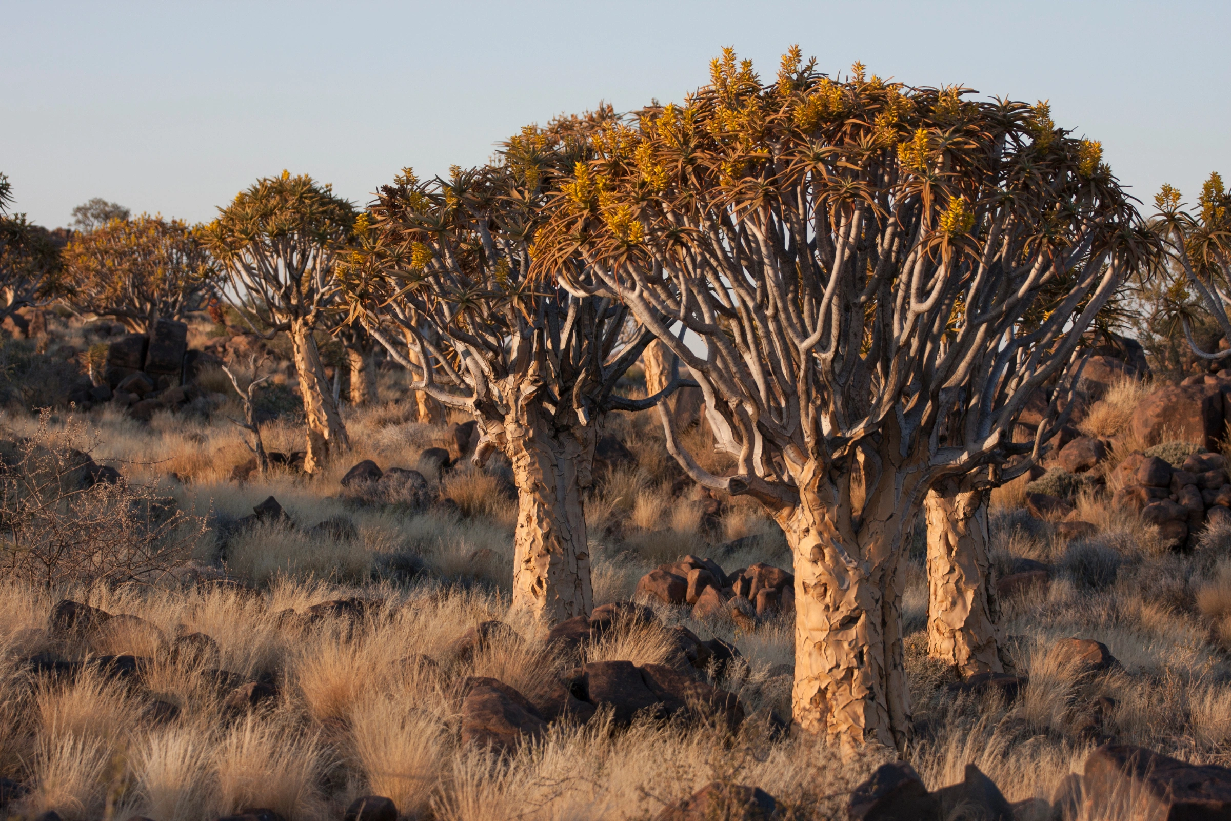Keetmanshoop[1].webp